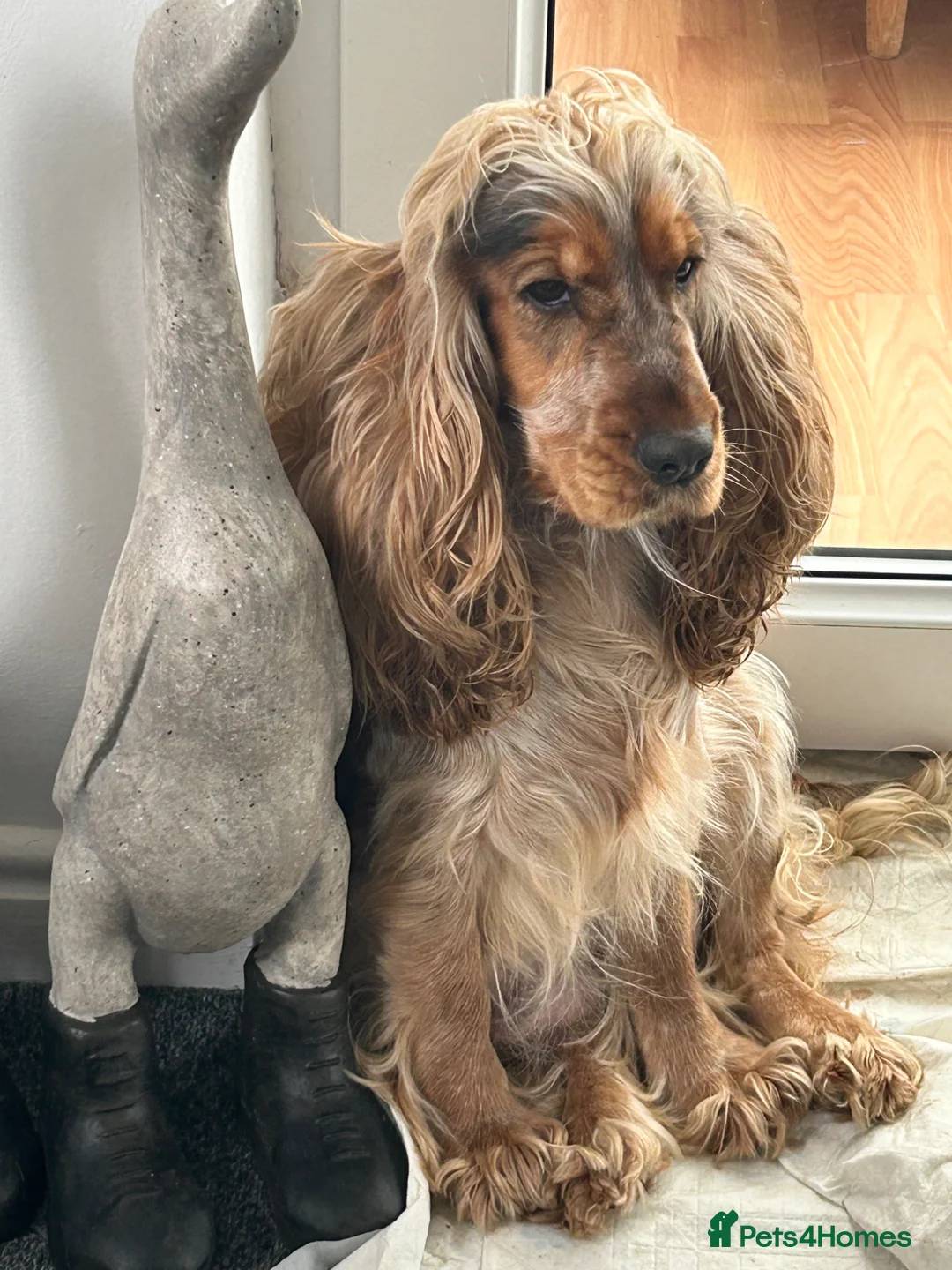 Cocker Spaniel dogs for sale: Exceptional Show Cocker Spaniel Puppies - Advert 31