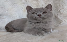 British Shorthair cats for sale: Amazing loving British shorthair kittens  - Image 6