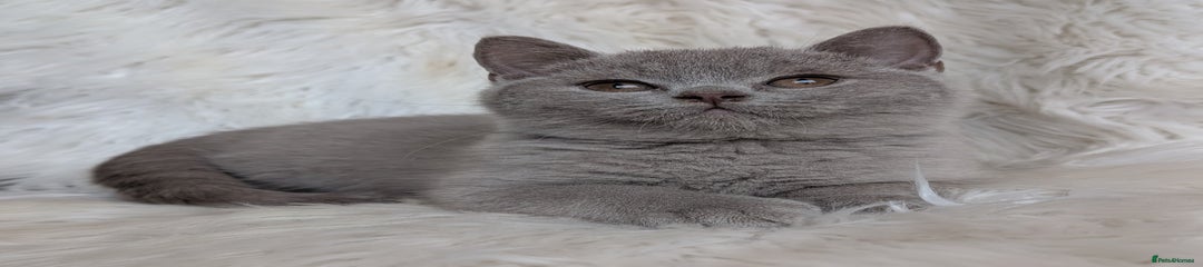 British Shorthair Kitten 2
