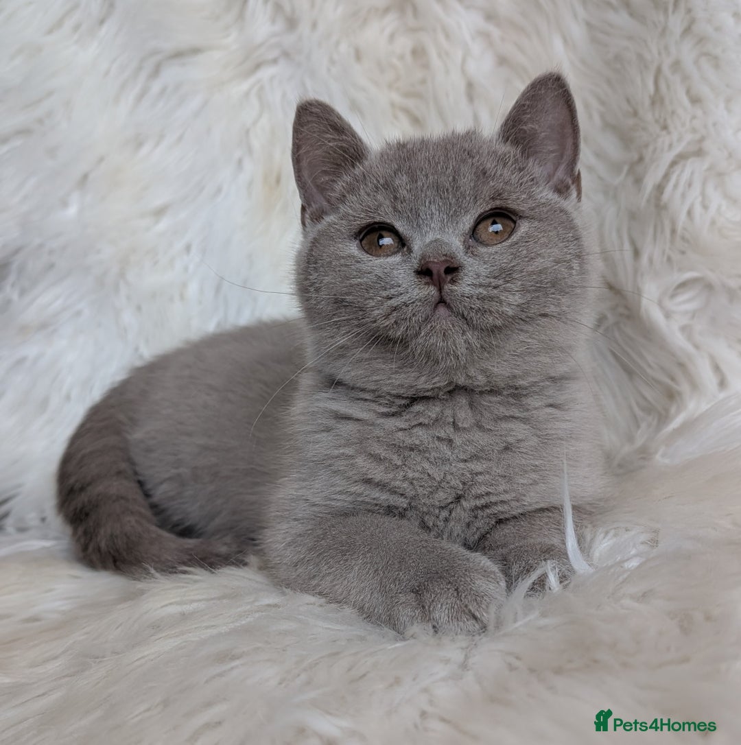 British Shorthair cats for sale: Amazing loving British shorthair kittens  - Image 6