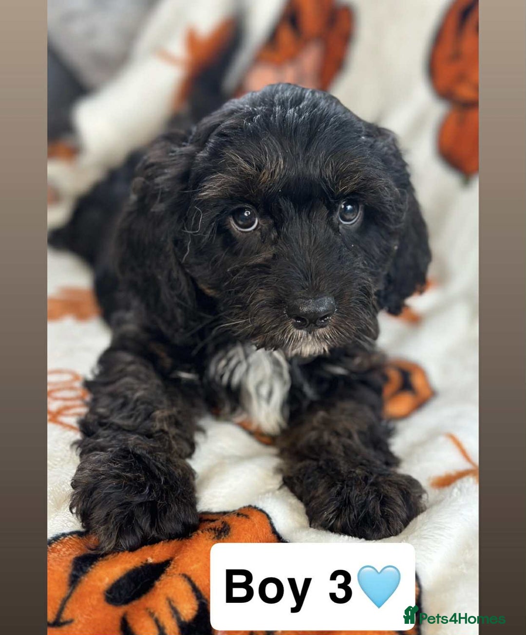 Cavapoo dogs for sale: DNA clear Cavapoo’s  - Image 9