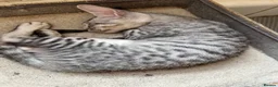Mixed Breed cats for sale: CROSSED PETERBALD ✅✅✅ - Advert 16