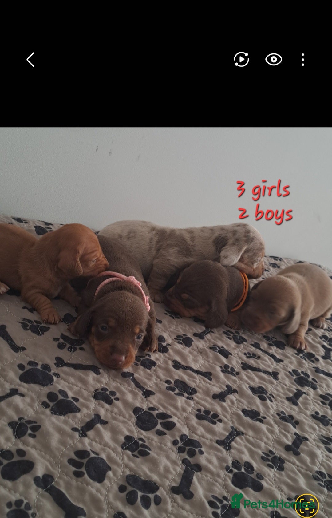 Dachshund dogs Miniature dachshund puppies  - Advert 14