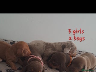 Dachshund dogs Miniature dachshund puppies - Advert 14