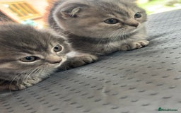 Scottish Fold cats for sale: 🐾Playful Male & Female Scottish Fold Kittens🐾 - Image 10