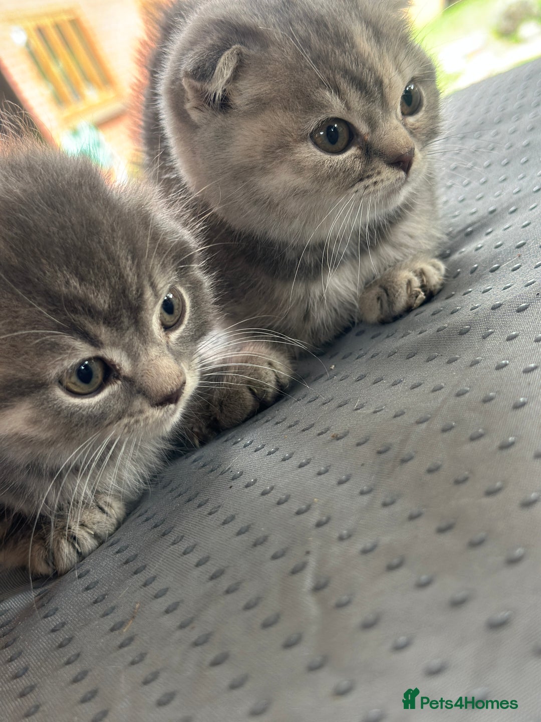 Scottish Fold cats for sale: 🐾Playful Male & Female Scottish Fold Kittens🐾 - Image 10