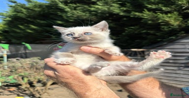 Mixed Breed cats - Advert 1