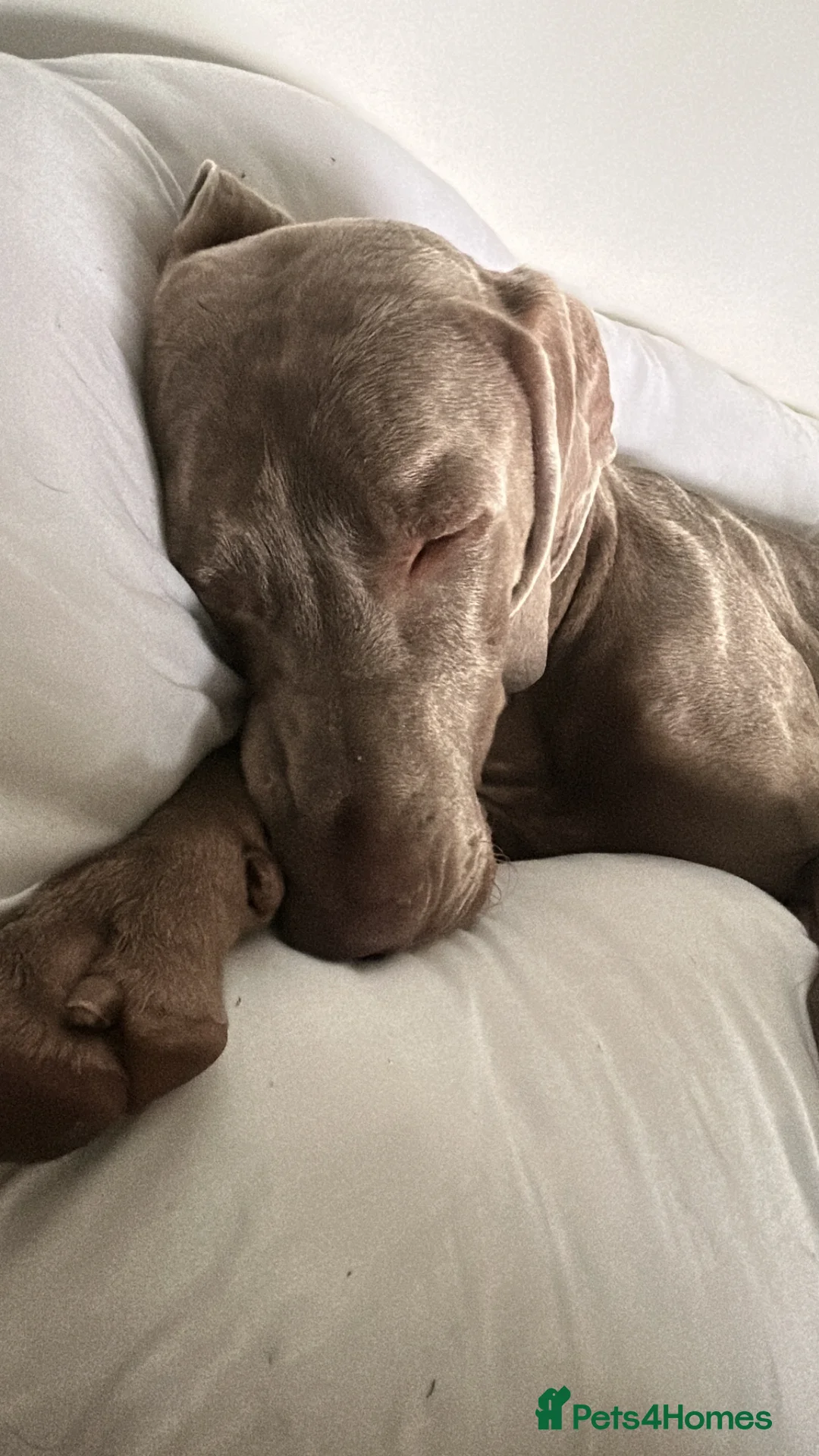Weimaraner dogs for sale: Max 2 years old  - Advert 7