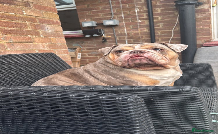 English Bulldog dogs - Advert 2