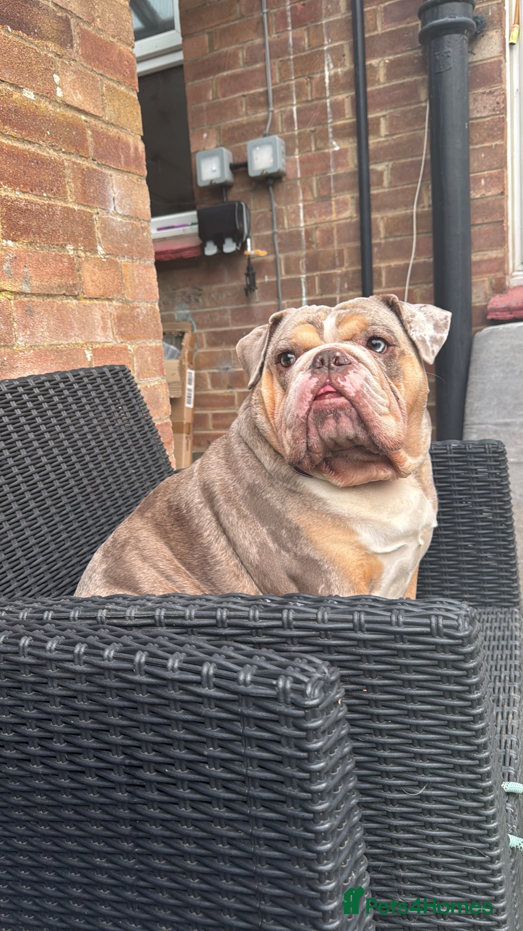 English Bulldog dogs for sale: Female English Bulldog - Image 1