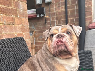 English Bulldog dogs - Advert 1