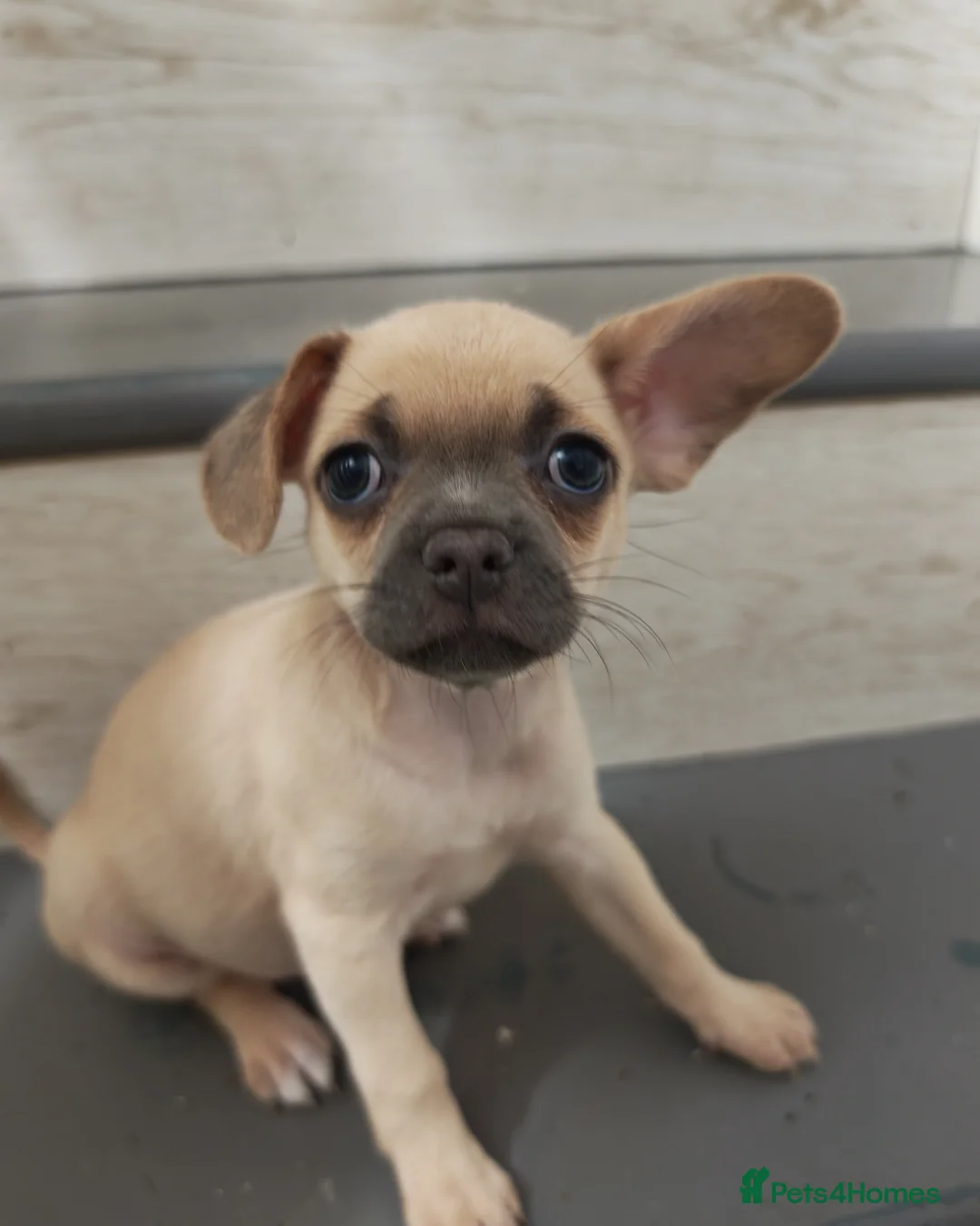 Chihuahua dogs for sale: Chihuahua puppys - Advert 37
