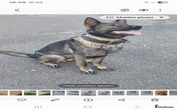 German Shepherd dogs for sale: 🌟Stunning KC Registered German Shepherd Pups🌟 - Image 9