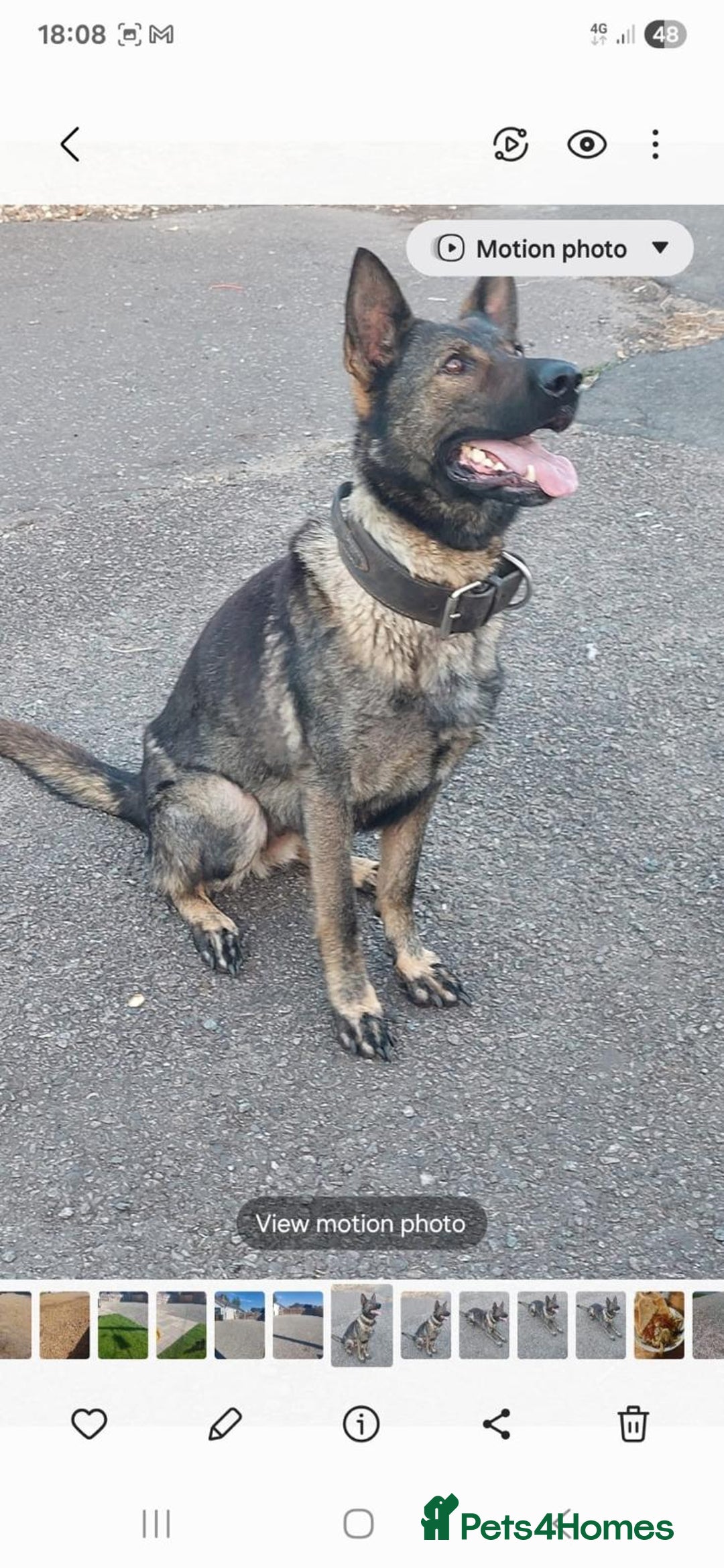 German Shepherd dogs for sale: 🌟Stunning KC Registered German Shepherd Pups🌟 - Image 9