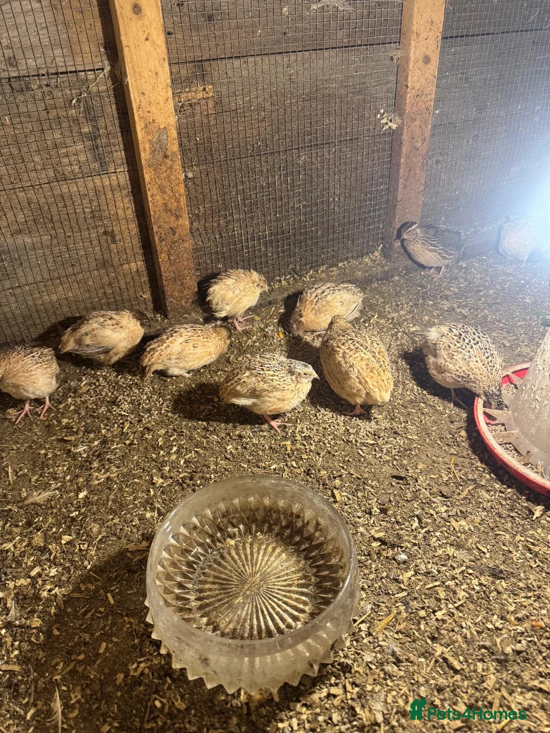 Quail poultry for sale: Quail  - Advert 2