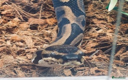 Python Snake reptiles for sale: Very sweet Leopard DH Candy Pied Ball Python  - Image 7