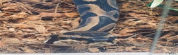 Python Snake reptiles for sale: Leopard DH Candy Pied Ball Python  - Advert 2