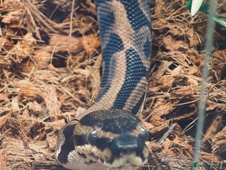 Python Snake reptiles Leopard DH Candy Pied Ball Python - Advert 14
