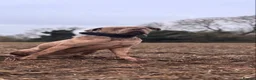 Bandog dogs for stud: Koda exceptional proven bandog stud  - Advert 2