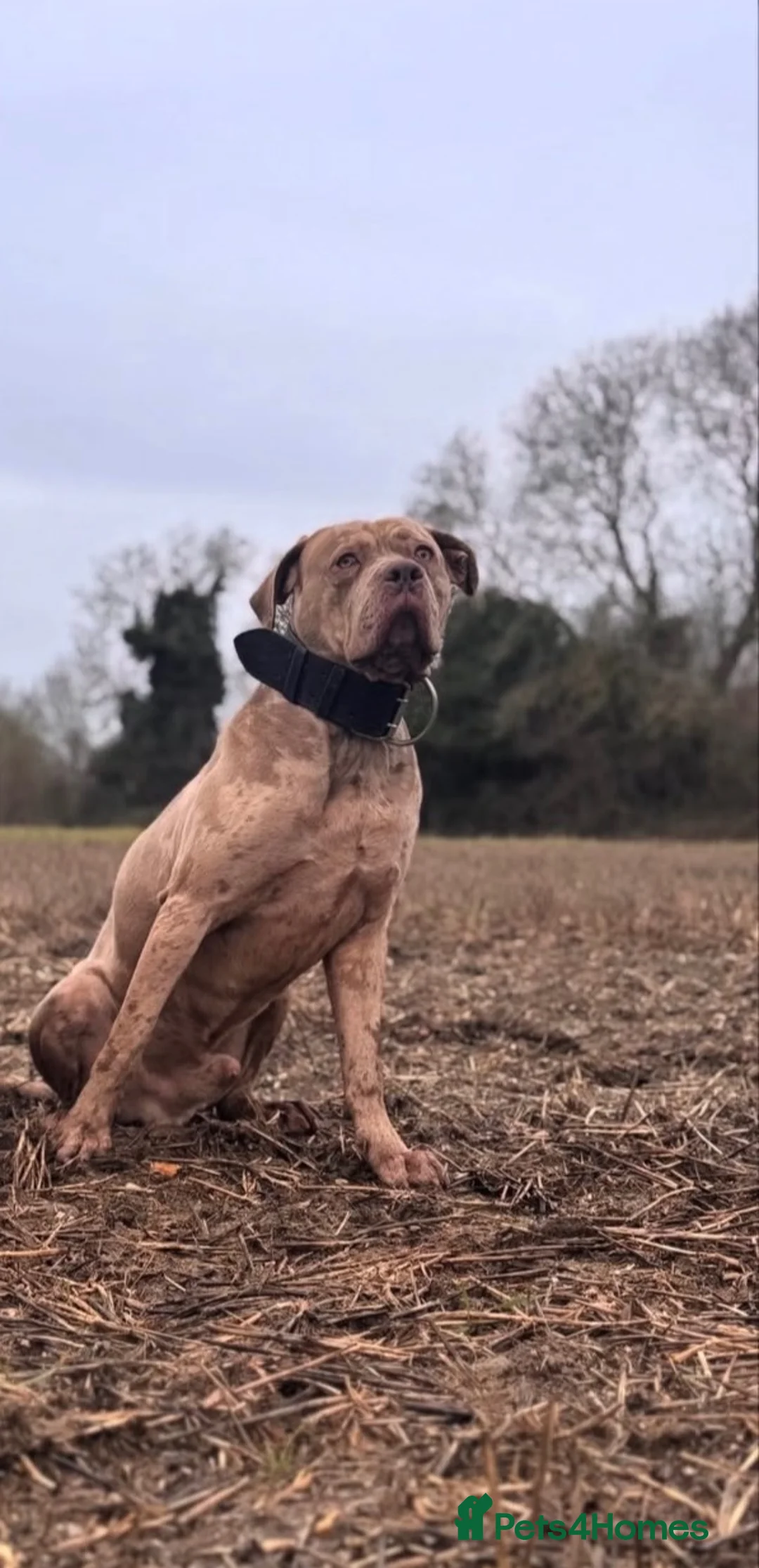 Bandog dogs for stud: Koda exceptional proven bandog stud  - Advert 2