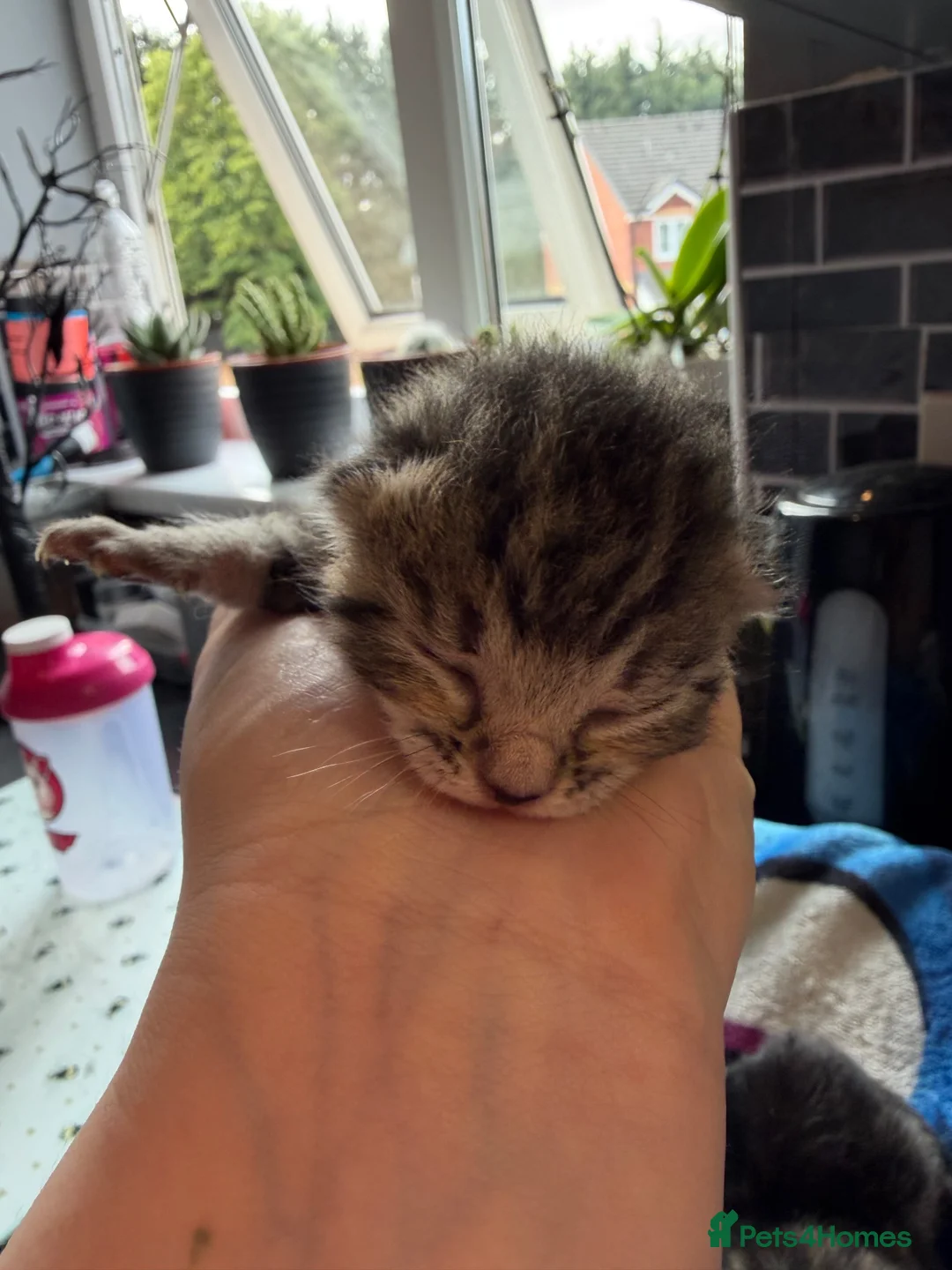 Mixed Breed cats for sale: Beautiful kittens and Mummy - Advert 26