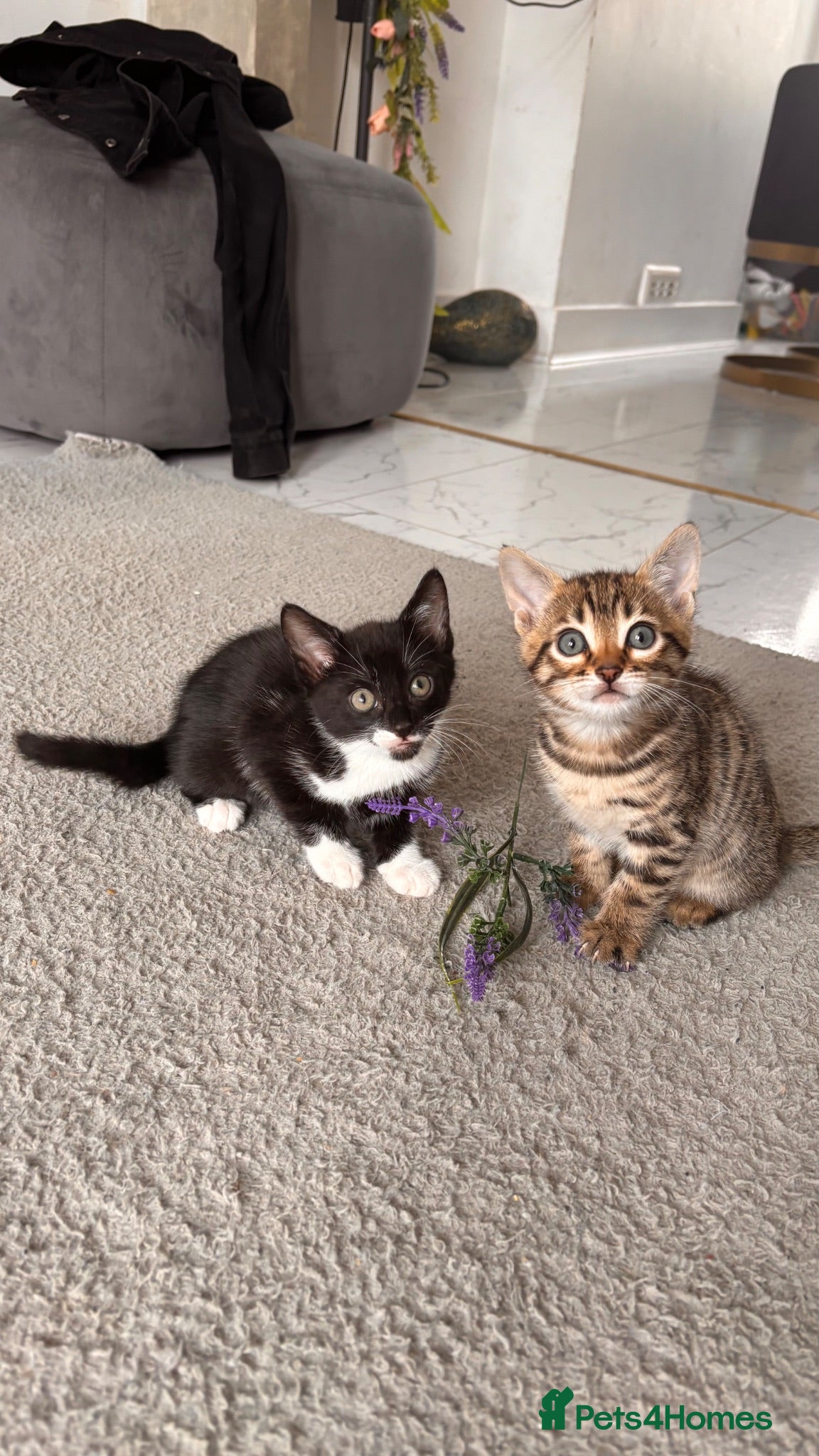 Bengal cats Bengal X Kittens READY TO GO - Advert 1