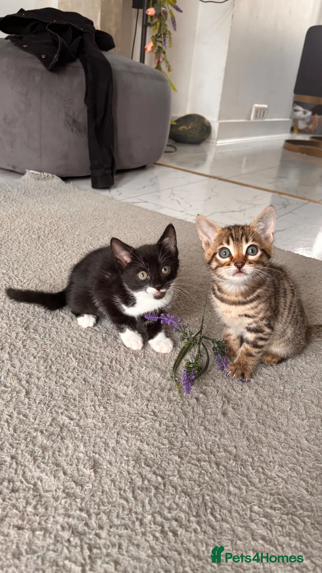 Bengal cats for sale: Bengal X Kittens READY TO GO in London - Advert 1