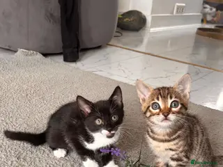 Bengal cats Bengal X Kittens READY TO GO - Advert 6