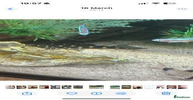 Tetras fish Fish For Sale - Advert 5