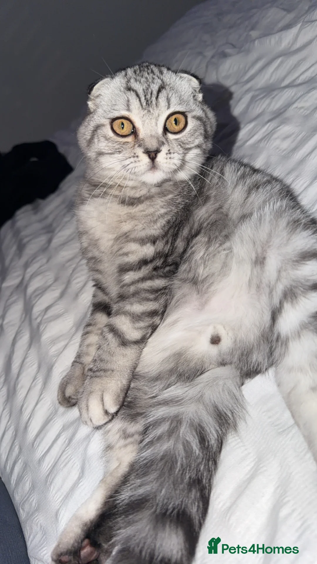 Scottish Fold cats for sale: Scottish fold  - Advert 4