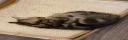 British Shorthair cats for sale: British Shorthair Kittens  - Advert 22