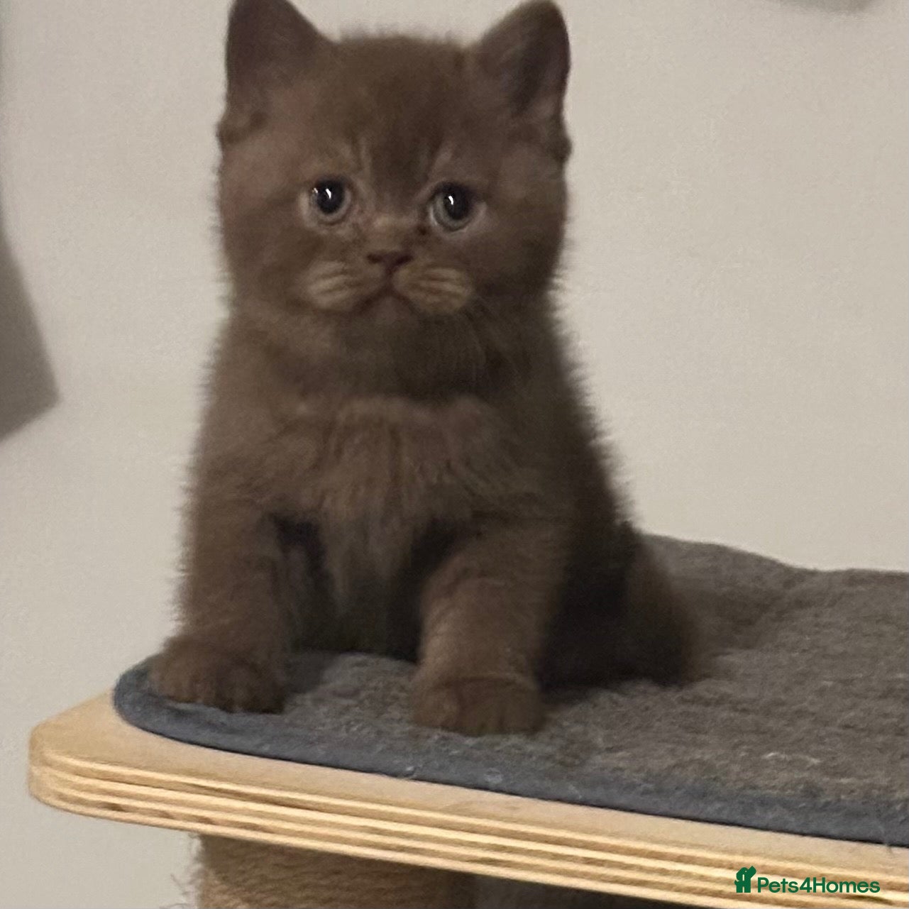 British Shorthair cats Rare colours pure breed BSH - Advert 2