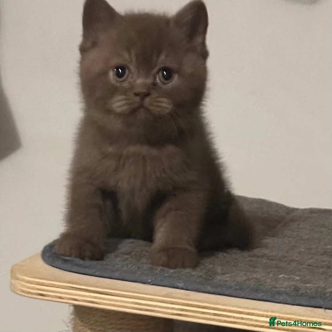 British Shorthair cats for sale: Rare colours pure breed BSH - Advert 1
