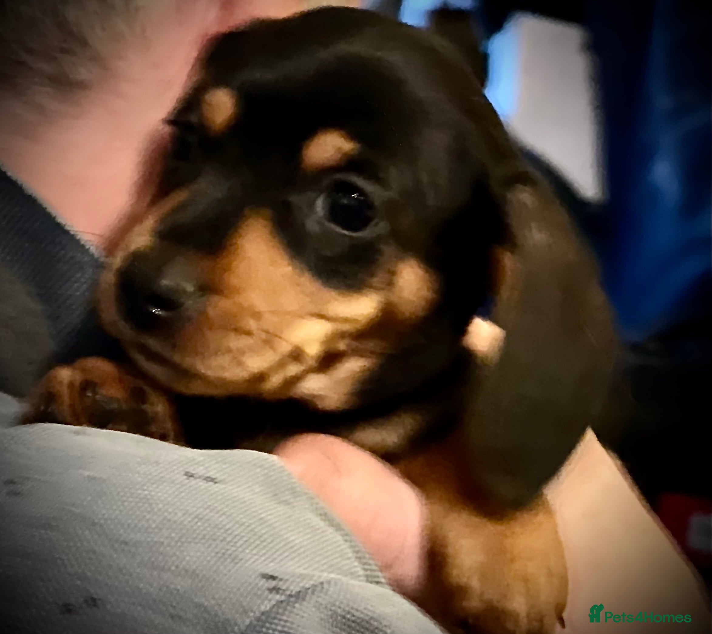 Miniature Dachshund dogs Minature smooth haired dachshunds  - Advert 4