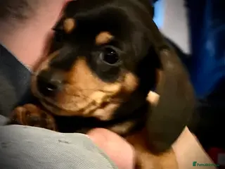 Miniature Dachshund dogs Minature smooth haired dachshunds - Advert 4