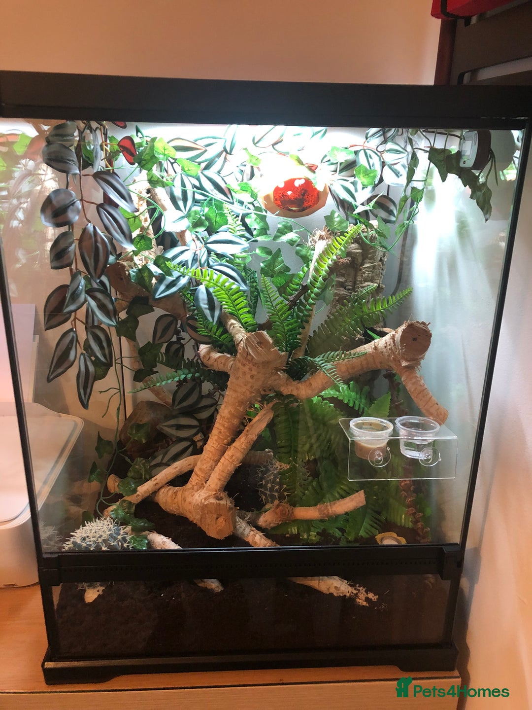 Gecko reptiles for sale: Female crested gecko  - Image 4