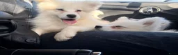 Samoyed dogs for sale: Only 3 females left - Advert 2