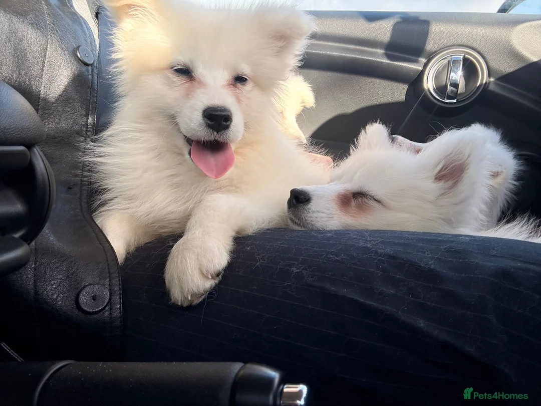 Samoyed dogs for sale: Only 3 females left - Advert 2