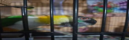 Parrots birds for sale: Gorgeous Black headed Caique  - Advert 2