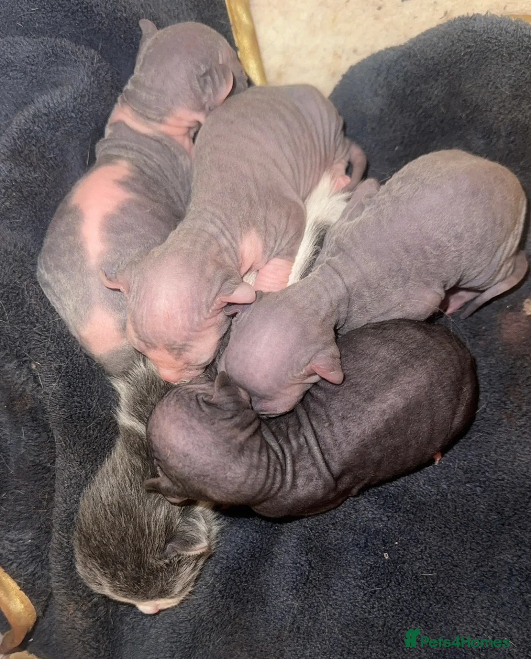 Mixed Breed cats for sale: American curl x Spynx kittens  - Advert 1