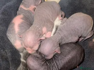 Mixed Breed cats American curl x Spynx kittens - Advert 8