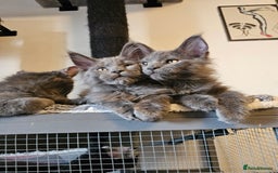 Maine Coon cats for sale: 🔥*Stunning Litter of 8💎Solid Blue Maine Coon*🔥  - Image 11