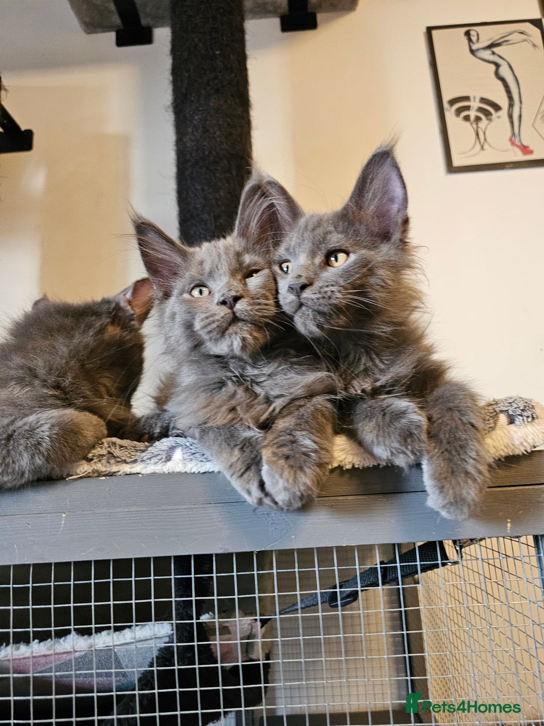 Maine Coon cats for sale: 🔥*Stunning Litter of 8💎Solid Blue Maine Coon*🔥  - Image 11