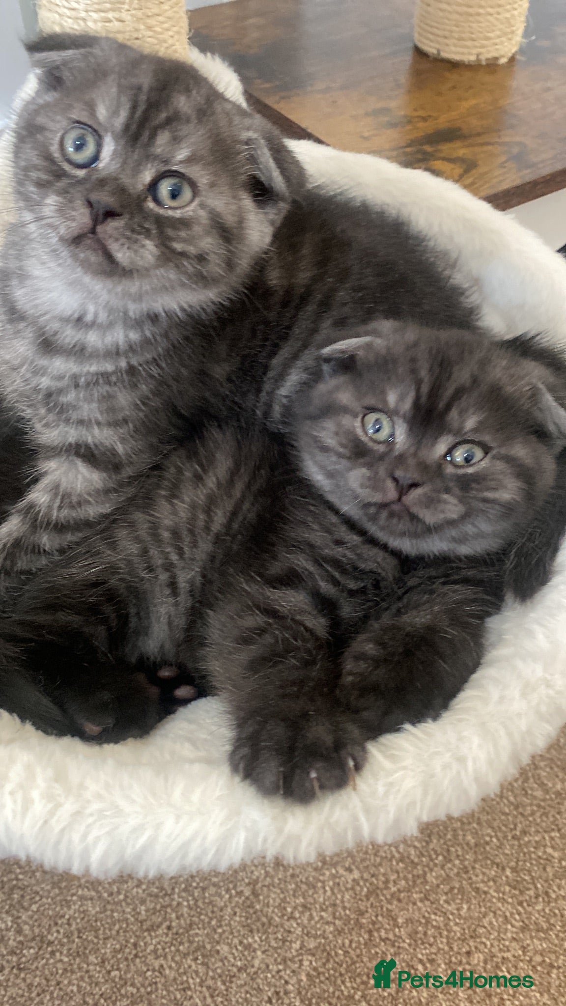 British Shorthair cats 2 Amazing Kittens   - Advert 12