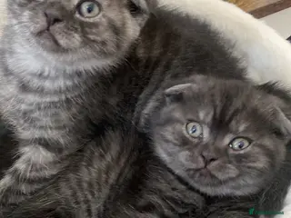 British Shorthair cats 2 Amazing Kittens - Advert 12