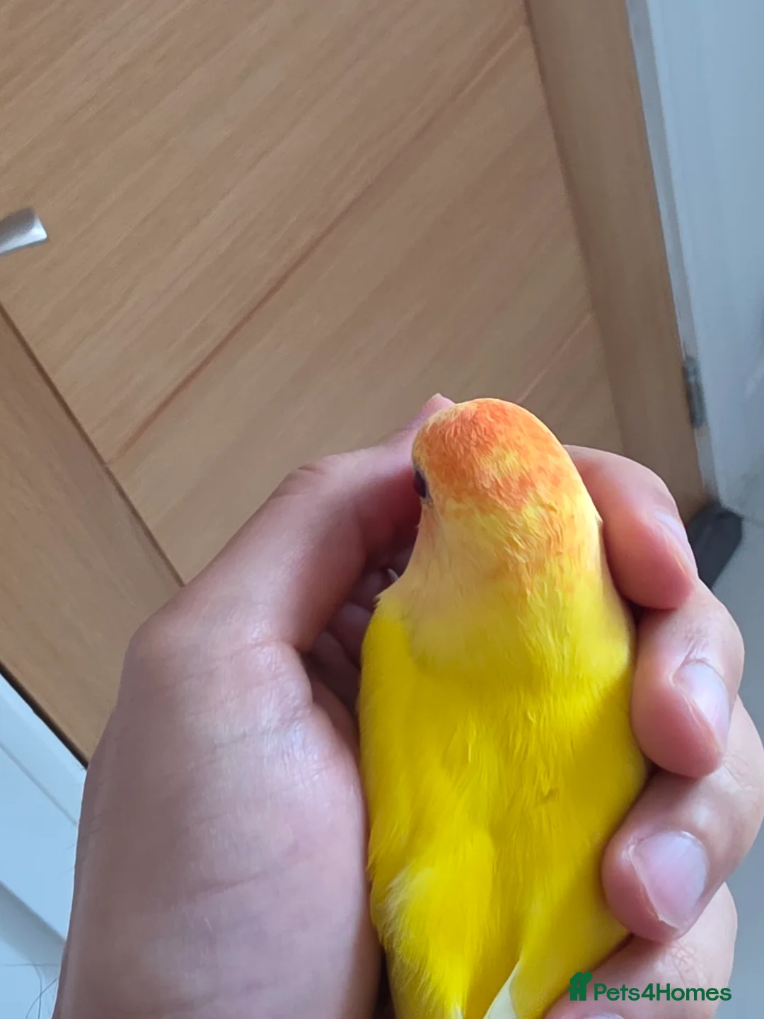 Lovebirds birds for sale: Super Tame, Hand-reared Baby Lovebirds - Advert 7