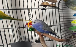 Budgerigars birds for sale: Budgie for Sale - Image 2