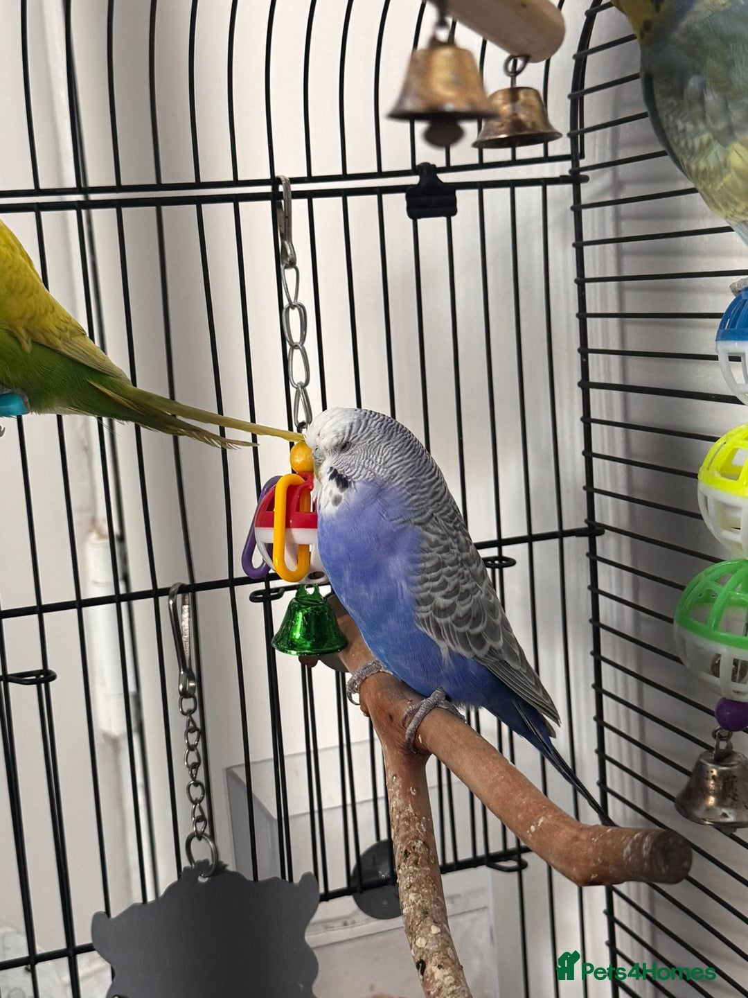 Budgerigars birds for sale: Budgie for Sale - Image 2