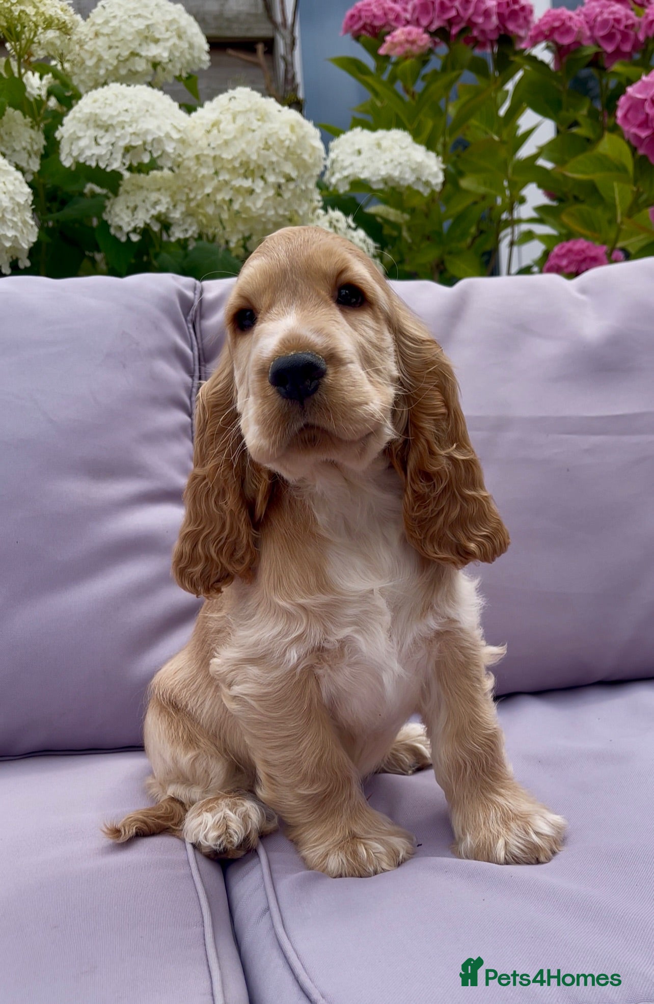 Cocker Spaniel dogs KC Reg Golden Show Cocker Spaniel Boy Ready Now - Advert 15