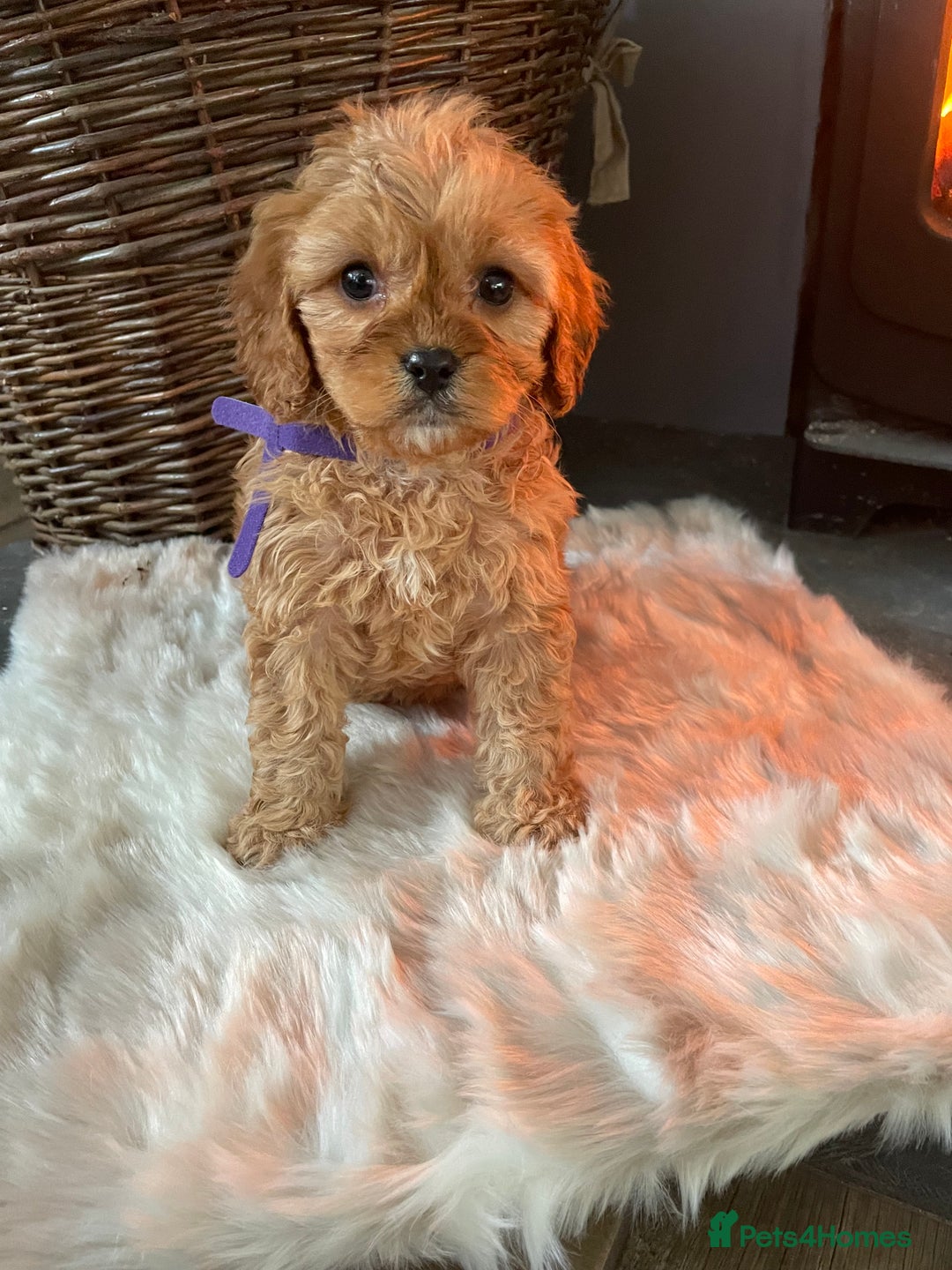 Cavapoo dogs for sale: Gorgeous Cavapoo Puppies - Advert 7